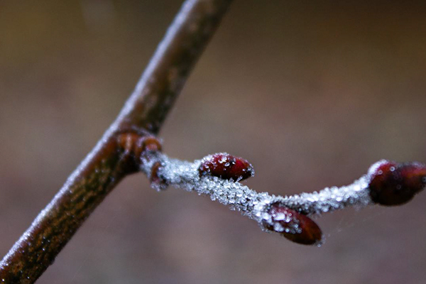 Hudson Valley Spring Freeze 2026