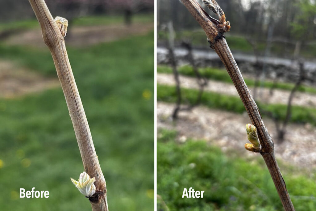 before and after grape-vine-buds-at-Quartz-Rock-Vineyard.jpg